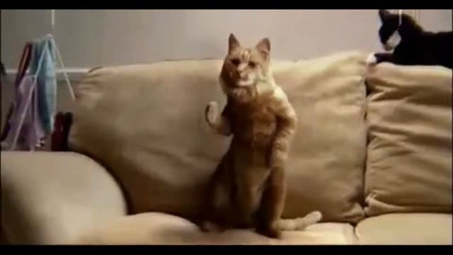 Танцующий кот гифка