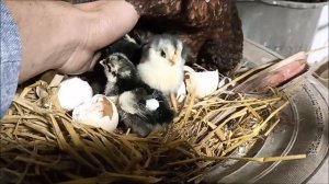 Aseel Hen Harvested EGGS to New born Australorp Baby chicks- Black Chicks Hatching