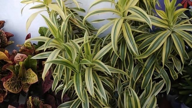 How to grow & care Song of India plant//Dracaena Reflexa//Beautiful house plant смотреть онлайн