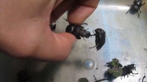 Жук кравчик-головач.