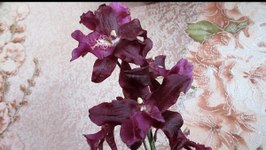 Очередная новинка. Камбрия.  Беаллара.  Кальмонара.  Another novelty. Cambria. Beallara. Colmanara.