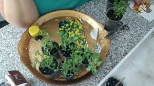 Новинки вегетативных цветов: Биденс, Санвиталия, Немезия! Обзор, хранение и размножение.