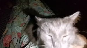 Кошка - массажистка?/ Почему кошка топчет вас лапками?