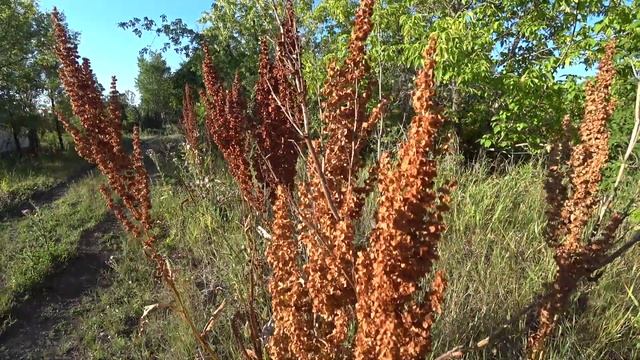 Конский щавель, семена которого уже можно собирать летом 2021 года смотреть онлайн
