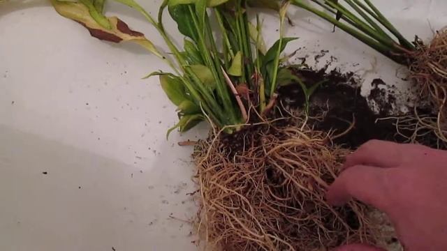 корни цветка плотно переплелись, пробуем распутать корни смотреть онлайн