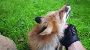 Ли Сяо / Alice the Fox Лиса Алиса (Белый мешал лисе работать)