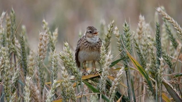 Lerchengesang und Wachtelschlag... Feldlerche *Alauda arvensis* | Eurasian Skylark | 4K смотреть онлайн