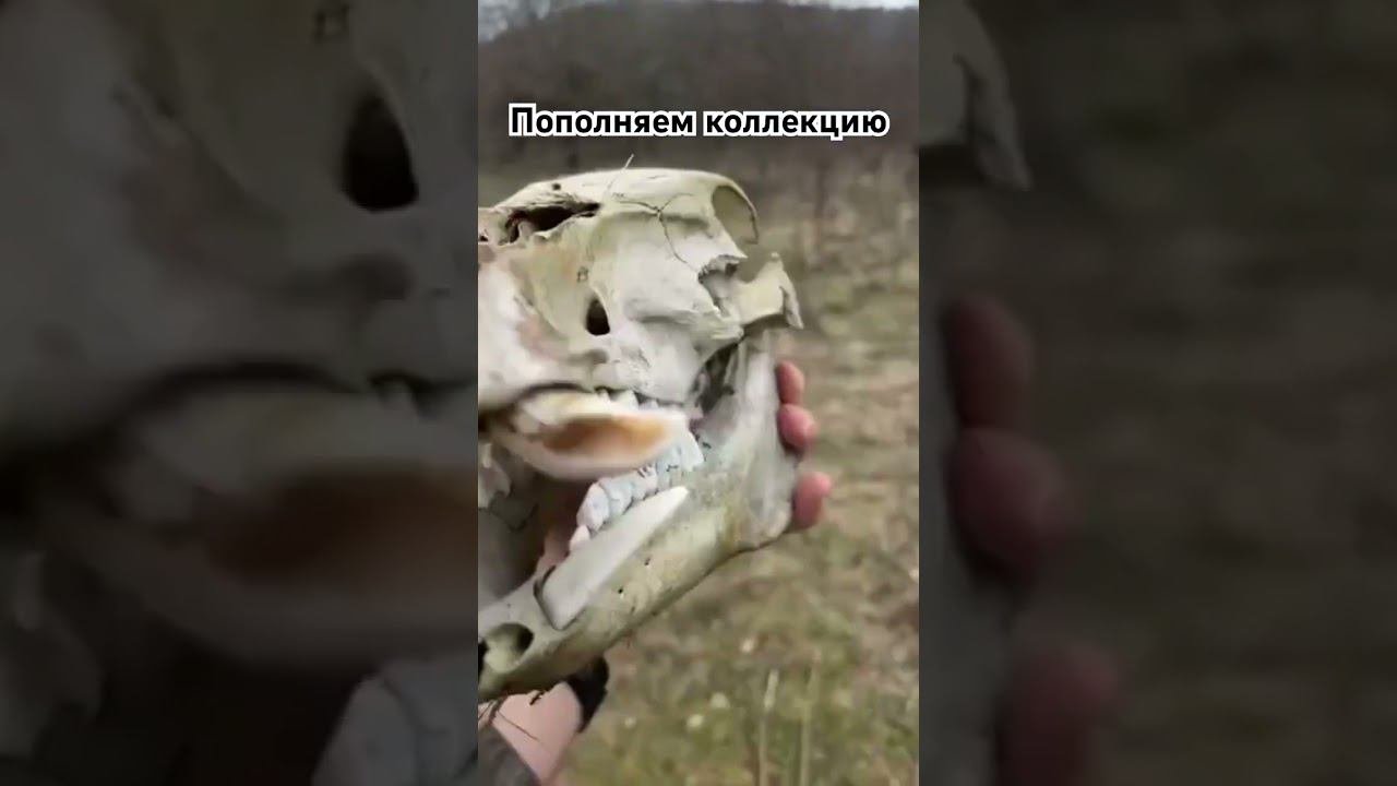Опять череп