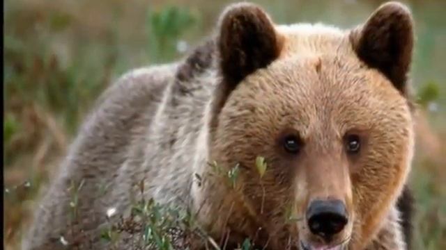 #Мишка....олицетворение России))) смотреть онлайн