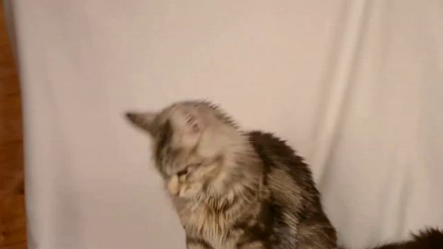 Котенок мейн кун Tristan PP (питомник absentcoon) смотреть онлайн