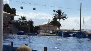 Dolphins in Mallorca Marineland with New Way Holiday