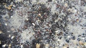 Душица (материнка) из семян. Часть 2