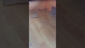 Почему дохнут гусята