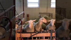 Молодняк овец породы лакон на ферме в Верхней Австрии