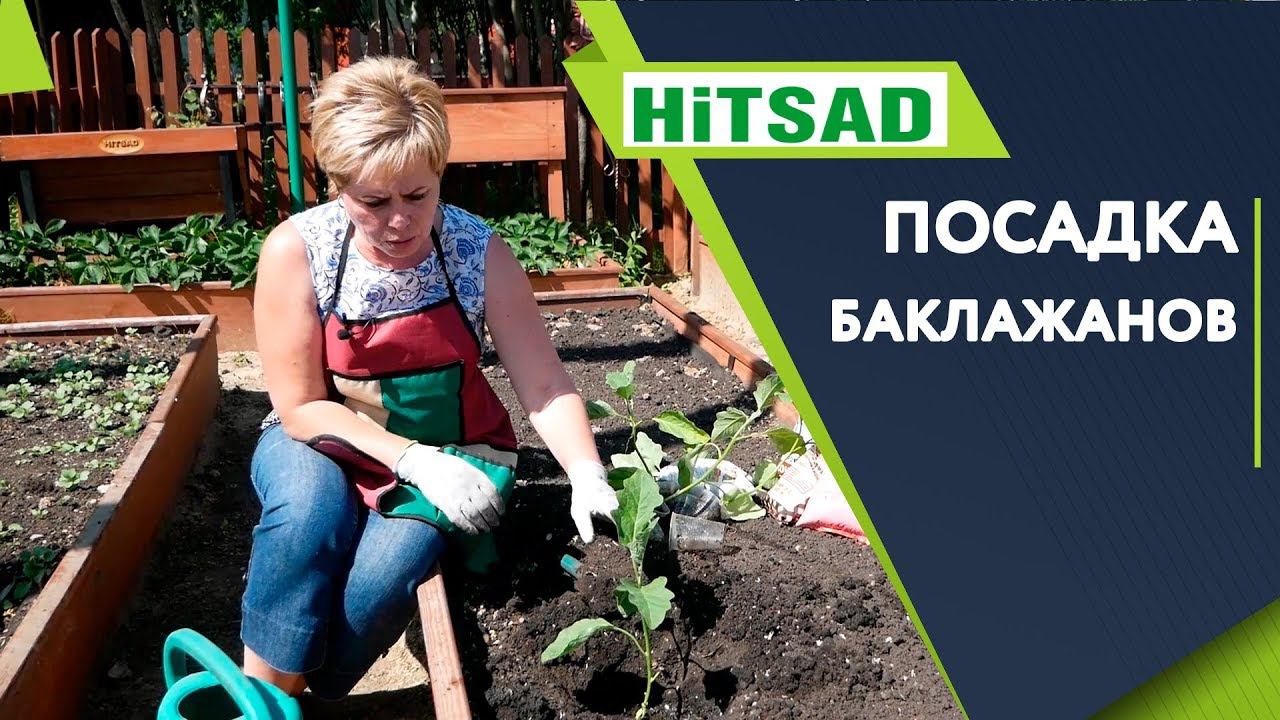 ПРАВИЛЬНАЯ Посадка Баклажанов В Открытый Грунт  Советы огородникам