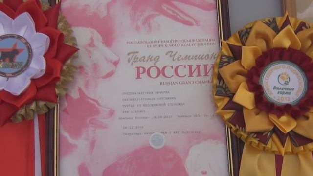 КИНОЛОГИЧЕСКИЙ ПИТОМНИК КРАСНАЯ ЗВЕЗДА смотреть онлайн