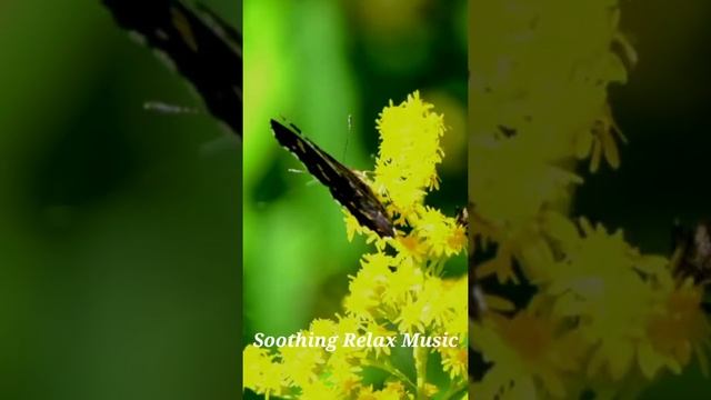 Relaxation,Meditation,Yoga,Calm music,Sleeping music,Study music,Soothing relaxation, смотреть онлайн