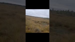 Охота на утку с русско-европейской ЛАЙКОЙ.  Сезон 2022 года. Hunting.