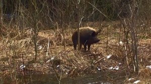 Дикий КАБАН на квадроцикл. ! Очень дикий кабан! Смотреть до конца! НАПАДЕНИЕ ДИКОГО КАБАНА!!!