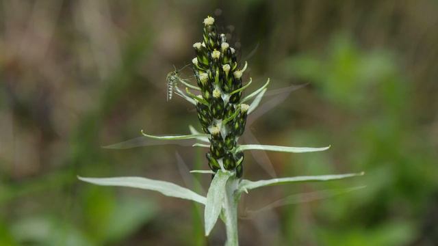 Растения Мурманской области. Сушеница. смотреть онлайн