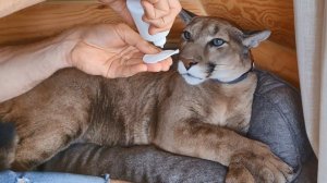 Моем уши пуме Месси. Cleaning the ears of puma Messi