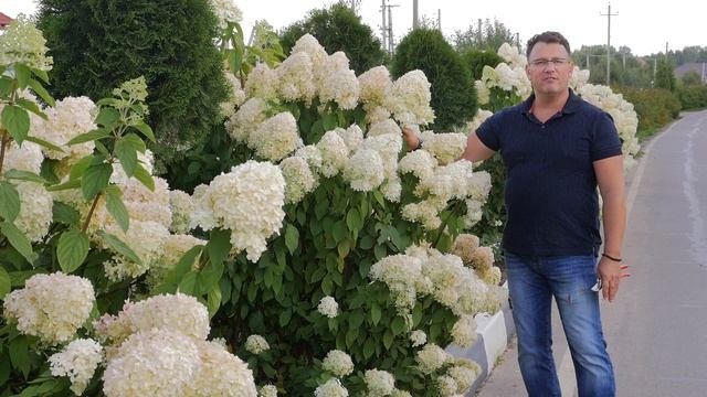 роза5