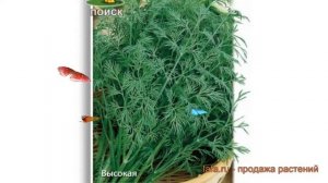 Укроп обыкновенный Мамонт (mamont) ? укроп Мамонт обзор: как сажать семена укропа Мамонт