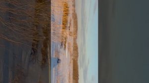 Форза с лыжным модулем.