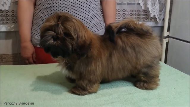 Рагсоль Зиновия смотреть онлайн