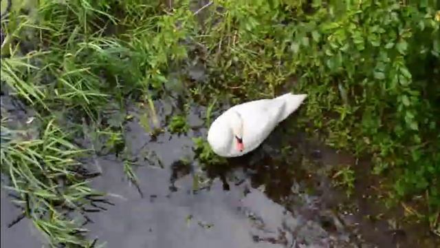 Саксофон-Свинг-Блюз - Инструментальная фантазия....... смотреть онлайн