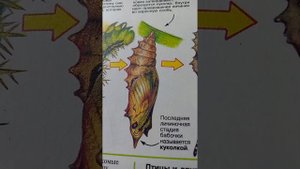 как рождается бабочка