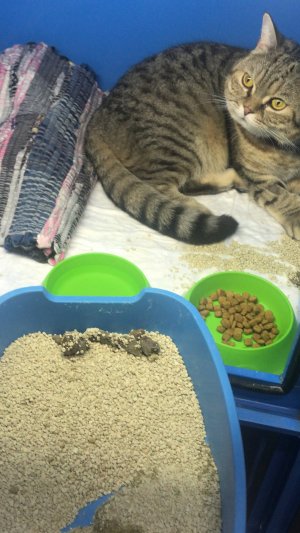 Идиопатический цистит кошек (ИЦК), причины, лечение.