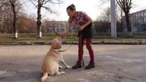 Учим слышать ваши команды при отвлечениях. Концентрация. Дрессировка лабрадора.
