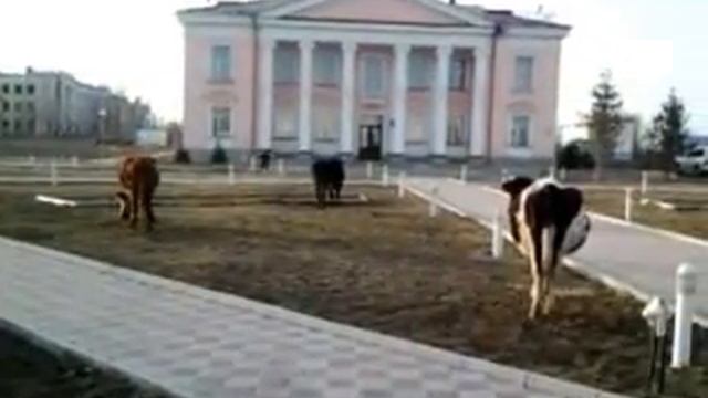Корова - священное животное г. Курчатов ВКО смотреть онлайн