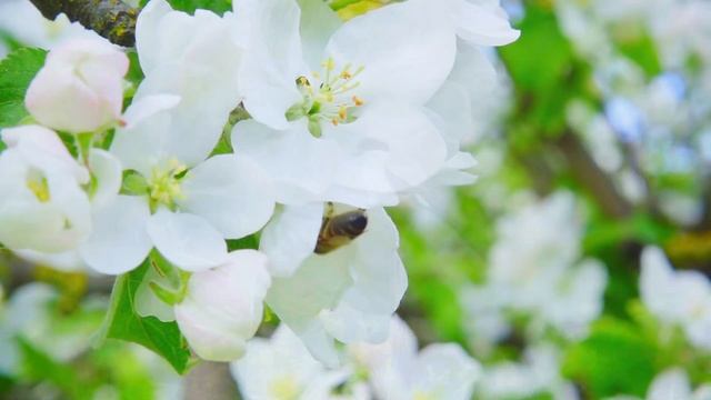 Morning Relaxing Music - Positive Energy and Stress Relief ? Peaceful Piano Music, Meditation Music смотреть онлайн