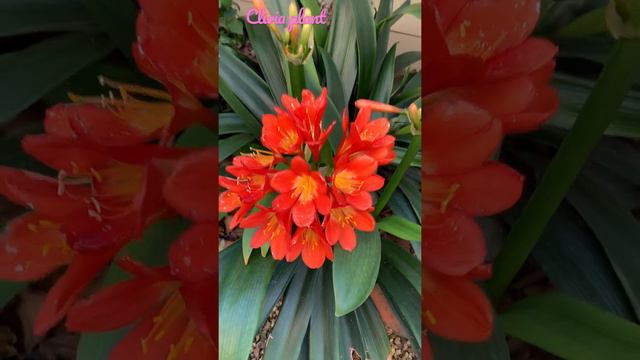 Clivia plant.                                                       #VisayangAustralia