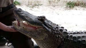 Everglades Safari park - Miami, FLORIDA