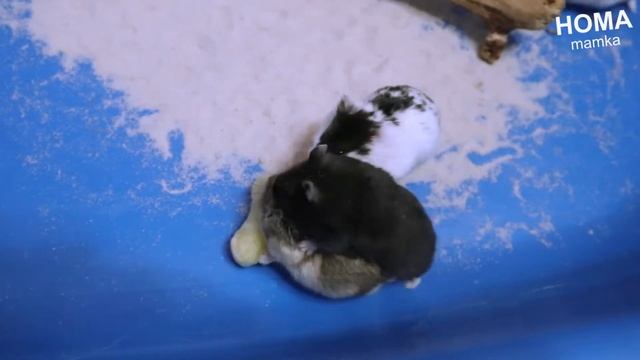 Озорные хомячки КЭМПБЕЛЛА:-)/HOMAmamka?
