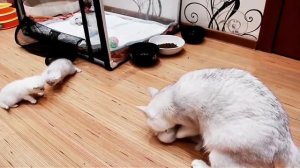 Мама кошка с котятами