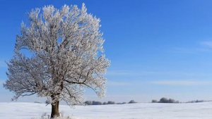 Мелколесье