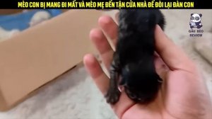 Mèo con đi lạc may mắn gặp được chàng trai tốt bụng || Review Con Người và Cuộc Sống