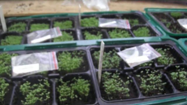 выращивание табака ростишки начало ч2