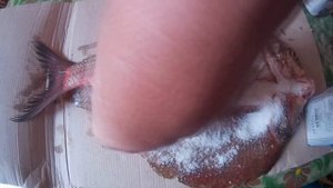 Разделка и засолка крупной рыбы.\Cutting and salting of fish
