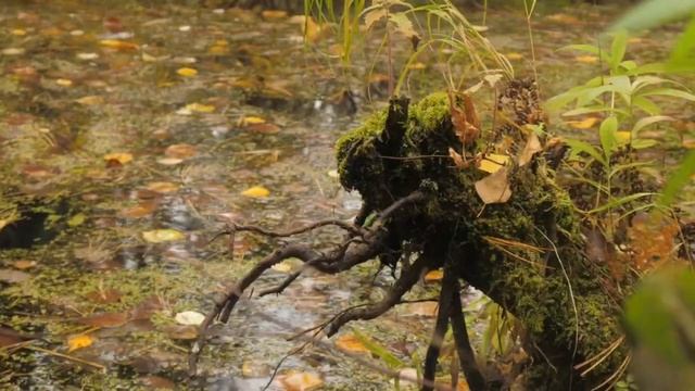 "Говоришь, чтоб остался я..." Ю.Кукин (caver) смотреть онлайн