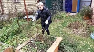 Как правильно укрыть гортензию на зиму.