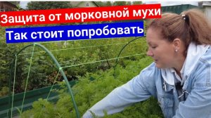 Защита от морковной мухи без химии. Как вырастить крупную позднюю морковь на зиму.