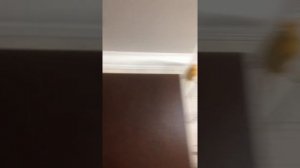 Канарейка приученая к руке??