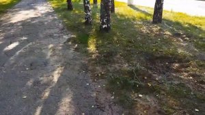 Сколько можно заработать собирая алюминиевые банки?