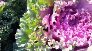 Декоративная капуста выращивание из семян,просто.Осенние кружева!