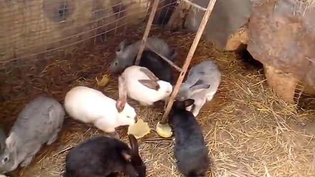 Кролики в яме 31.03.2017 ЛИЧНЫЙ ОПЫТ (СОВЕТЫ НАЧИНАЮЩИМ!!!) смотреть онлайн